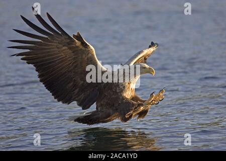 White-tailed Sea Eagle, Haliaeetus albicilla, Seeadler, Norvegia, Norwegen, Europa, Europa Foto Stock