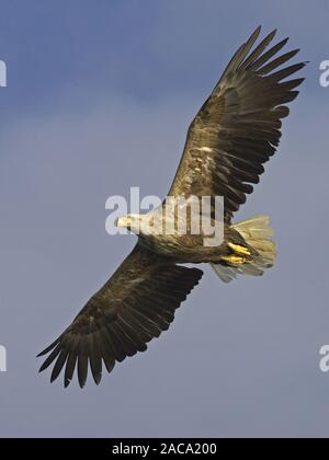 White-tailed Sea Eagle, Haliaeetus albicilla, Seeadler, Norvegia, Norwegen, Europa, Europa Foto Stock