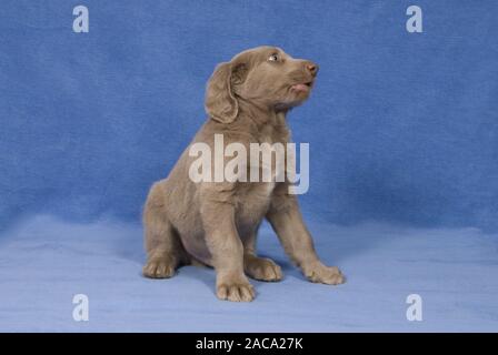 Weimaraner longhaired cucciolo Foto Stock