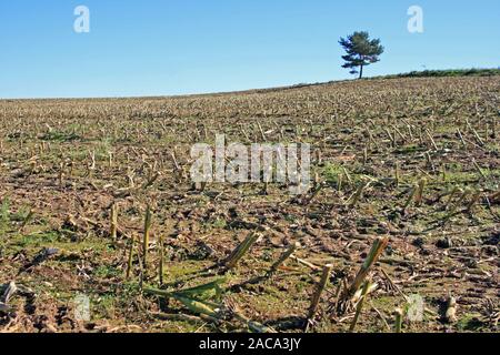 Raccolte campo di mais Foto Stock