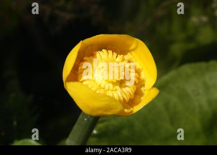 Nuphar lutea, Mummel, ninfea Foto Stock