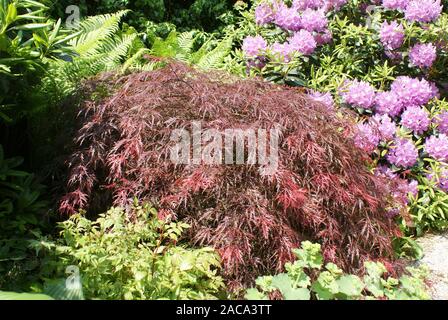 Acer palmatum 'Dissectum Nigrum", acero di ventola Foto Stock