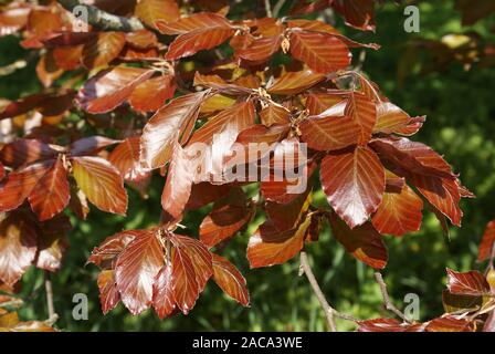 Fagus sylvatica purpurea, rame, faggio faggio Foto Stock