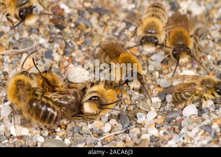 Colletes primaverile (Colletes cunicularis) api adulte di aggregazione di accoppiamento sulla sabbia costiera in primavera. Aber Dysynni, Gwynedd, Galles. Marzo. Foto Stock