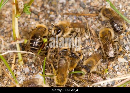 Colletes primaverile (Colletes cunicularis) api adulte di aggregazione di accoppiamento sulla sabbia costiera in primavera. Aber Dysynni, Gwynedd, Galles. Marzo. Foto Stock