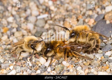 Colletes primaverile (Colletes cunicularis) api adulte coniugata. Aber Dysynni, Gwynedd, Galles. Marzo. Foto Stock