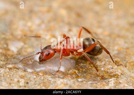 Rosso Sangue-Slave rendendo ant (Formica sanguinea) adulto lavoratore alimentando ad esca. Herefordshire, Inghilterra. Maggio. Foto Stock