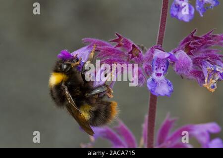 Inizio bumblebee (Bombus pratorum) adulto lavoratore alimentazione su Nepeta varietà in un giardino. Powys, Galles. Giugno. Foto Stock