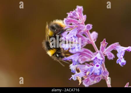 Inizio bumblebee (Bombus pratorum) adulto lavoratore alimentazione su Nepeta varietà in un giardino. Powys, Galles. Giugno. Foto Stock