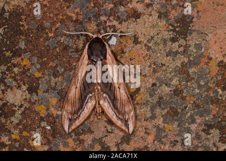 Ligustro Hawkmoth (Sphinx ligustri) falena adulta in appoggio sui licheni in un giardino. East Sussex, Inghilterra. Giugno. Foto Stock