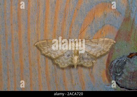 Crema di Nana Onda (Idaea fuscovenosa) falena adulta in appoggio sul legno dipinto. East Sussex, Inghilterra. Giugno. Foto Stock