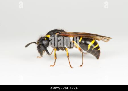 Spinosa zampe (Mason-Wasp Odynerus spinipes) femmina adulta fotografata su un backround bianco. Powys, Galles. Luglio. Foto Stock