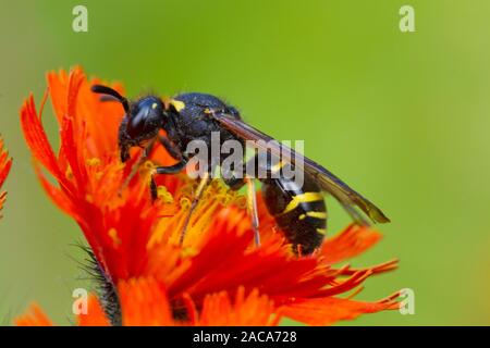 Spinosa zampe (Mason-Wasp Odynerus spinipes) femmina adulta alimentazione su Orange Hawkweed. Powys, Galles. Luglio. Foto Stock