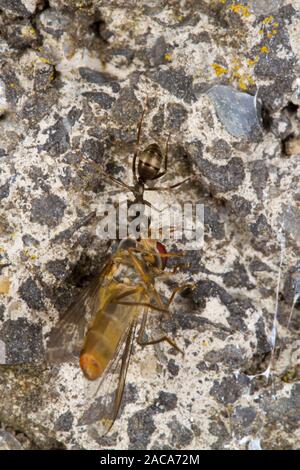 Formica lemani adulto lavoratore portante una mosca morta fino a un muro. Powys, Galles. Luglio. Foto Stock