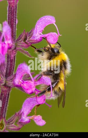 White-tailed Bumblebee (Bombus lucorum) maschio adulto alimentazione su un Salvia 'Serenade' fiore in un giardino. Powys, Galles. Luglio.