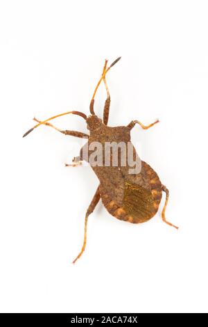Dock bug (Coreus marginatus) fotografati contro uno sfondo bianco. Powys, Galles. Agosto. Foto Stock