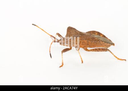 Dock bug (Coreus marginatus) fotografati contro uno sfondo bianco. Powys, Galles. Agosto. Foto Stock