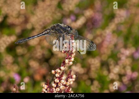 Nero darter dragonfly (Sympetrum danae) maschio adulto arroccato su di erica. Cors Fochno, Ceredigion, Galles. Settembre. Foto Stock