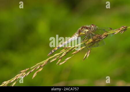 Nero darter dragonfly (Sympetrum danae) femmina adulta. Cors Fochno, Ceredigion, Galles. Settembre. Foto Stock