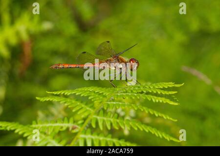 Common darter dragonfly (Sympetrum striolatum) maschio adulto arroccato su bracken. Cors Fochno, Ceredigion, Galles. Settembre. Foto Stock