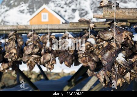 Lo stoccafisso capi appesi su rack di asciugatura. Isole Lofoten. Norvegia Foto Stock