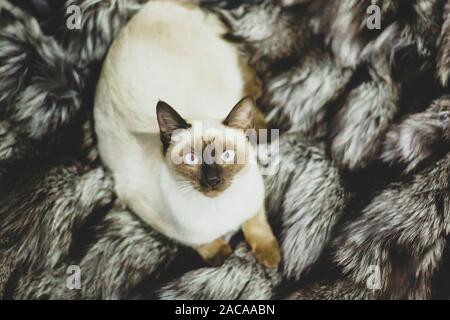Ritratto del bellissimo gatto siamese gatto. Carino gattino siamese in posa, facendo facce buffe Foto Stock