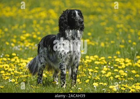 Grande Munsterlander, cane maschio Foto Stock