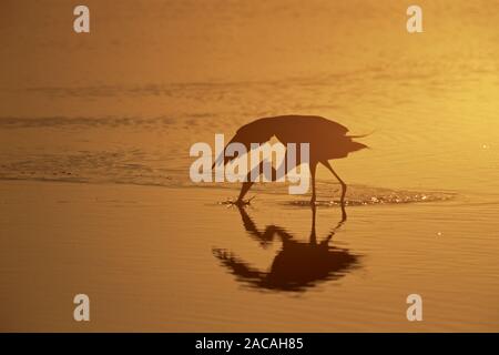 Garzetta rossastra, preyhunting, Everglades National Park, Florida, Stati Uniti d'America Foto Stock