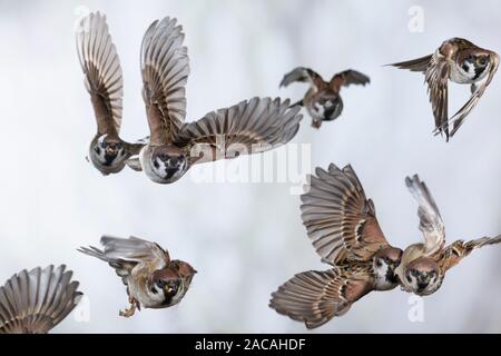 Feldspatz, Trupp, Gruppe, Schwarm, societé Flug, fliegend, Flugbild, Feld-Spatz, Feldsperling, Feld-Sperling, Spatz, Spatzen, Sperling, Passer montanus, struttura ad albero Foto Stock