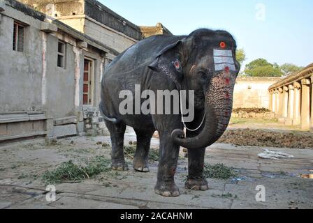 Dipinto di Elephant nel tempio, Hampi, Karnataka, India del Sud, Asia Foto Stock