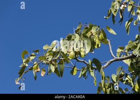 albero di Mopane Foto Stock