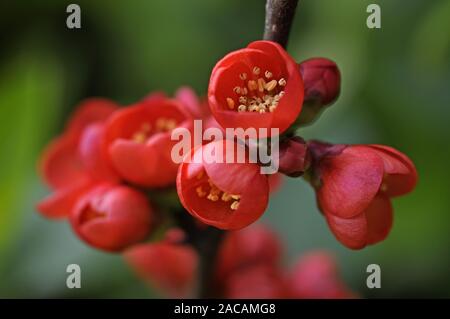 Giapponese cotogna ornamentali (Chaenomeles japonica) Foto Stock