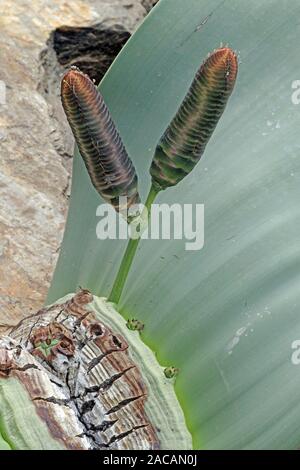 Fiore femmina bancarelle Welwitschie , Welwitschia mirabilis sottospecie mirabilis, Namibia, rarità Foto Stock