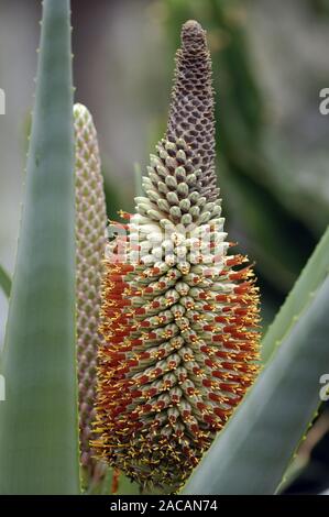 Aloebluete, Aloe spec. Foto Stock