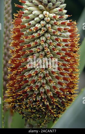 Aloebluete, Aloe spec. Foto Stock