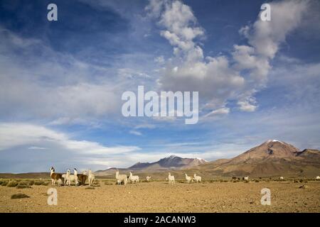 Lama e alpaca in np Lauca Foto Stock