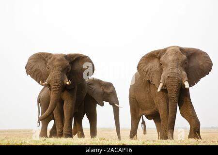 Rinoceronte elefante, Krueger National Park, Sud Africa Foto Stock