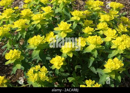 Euphorbia epithymoides, euforbia multicolore, euforbia Foto Stock