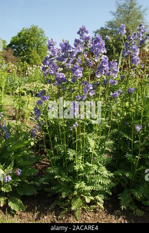 Polemonium caeruleum, blu la scala di Giacobbe, greco valeriana Foto Stock