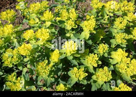 Euphorbia epithymoides, euforbia multicolore, euforbia Foto Stock