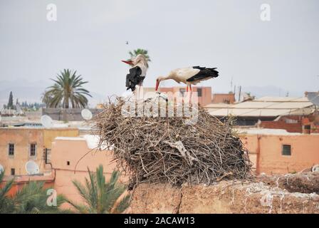 Cicogna bianca (Ciconia ciconia) nel proprio nido sulle pareti del Palazzo El Badi, Marrakech, Marocco, Africa Foto Stock