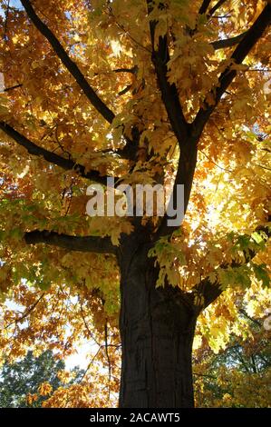 Quercus rubra, in quercia rossa Americana, settentrionale di quercia rossa, colori dell'autunno Foto Stock