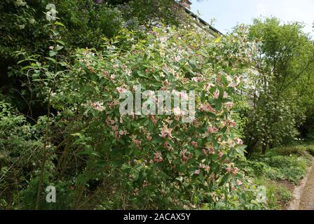 Lonicera tatarica, Tatar hedge ciliegia, caprifoglio Foto Stock