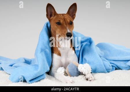 Basenji, bush Africano cane o il cane del Congo Foto Stock