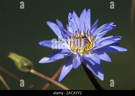 Nana blu [Nymphaea colorata] Foto Stock