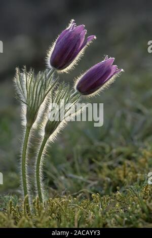 (Comune) "pasque fiore [Pulsatilla vulgaris, syn.: Anemone pulsatilla], Germania Foto Stock