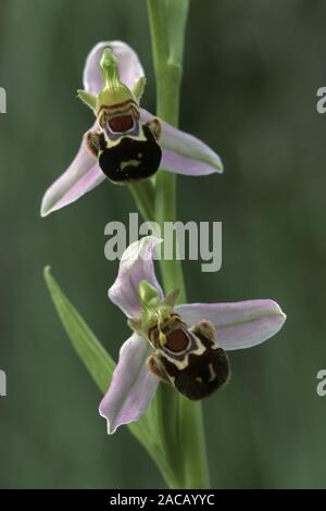 Bee orchid [Ophrys apifera] Foto Stock