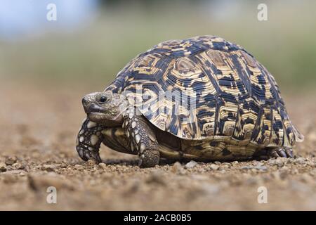 Geochelone pardalis, tartaruga di Leopard Foto Stock