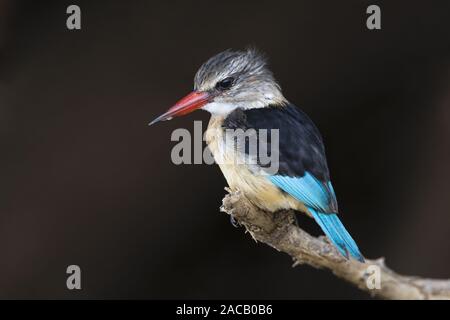 Halcyon albiventris, marrone-incappucciati Kingfisher Foto Stock