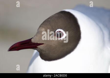 A testa nera, Gabbiano Larus ridibundus- Foto Stock